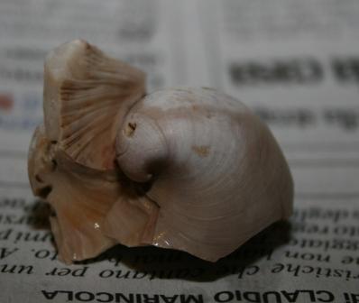 curioso bivalve